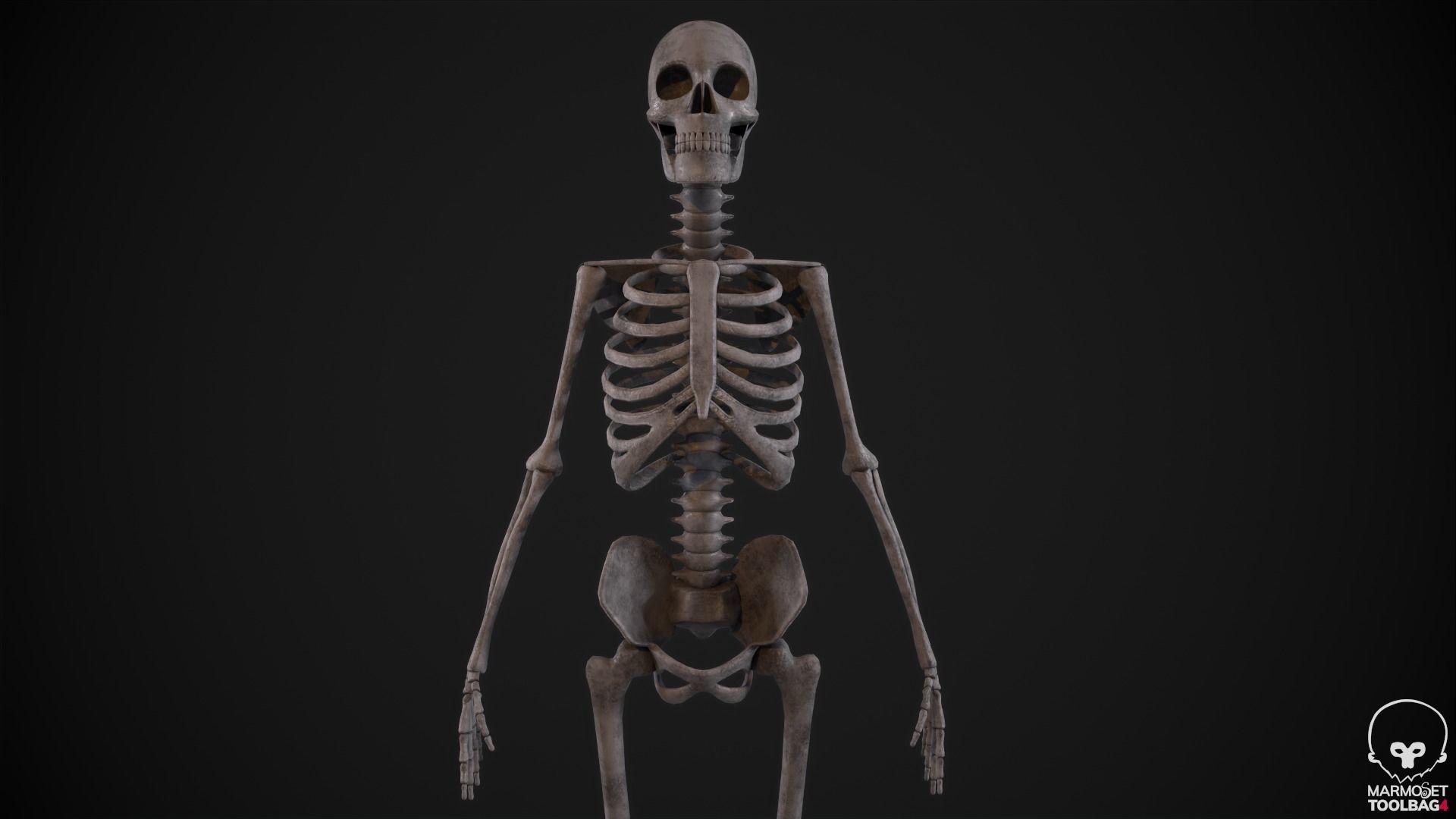 Broken Human Skeleton Low-poly 3D model_6