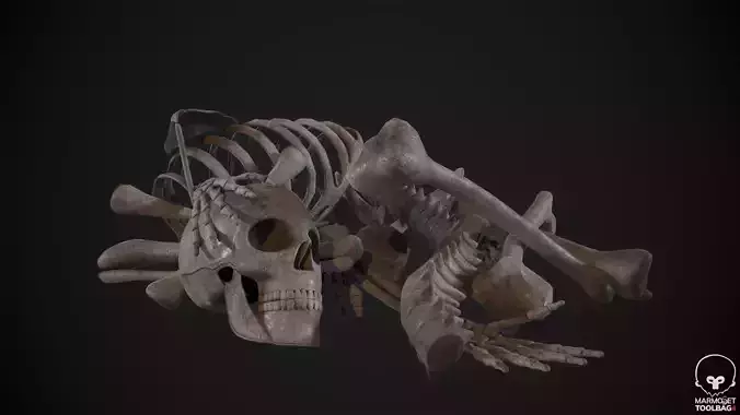 Broken Human Skeleton
