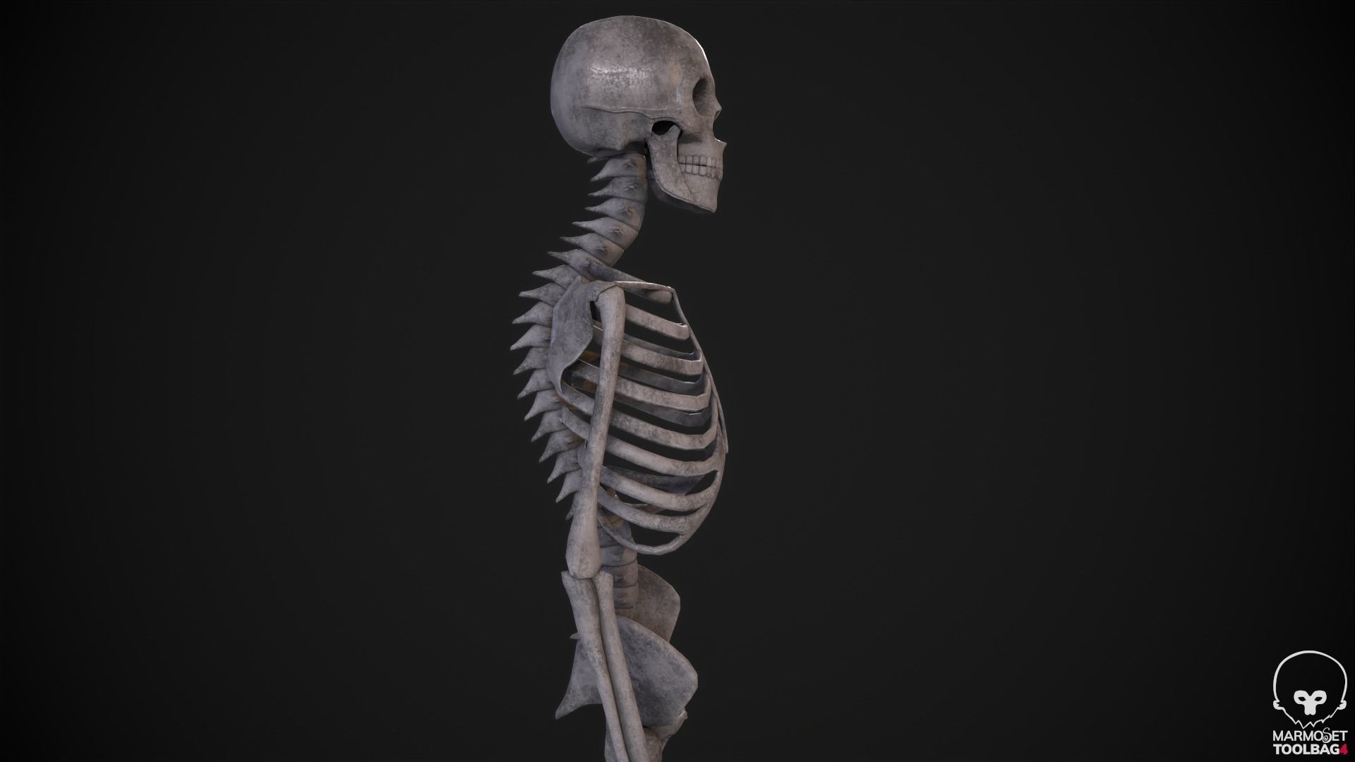 Broken Human Skeleton Low-poly 3D model_5