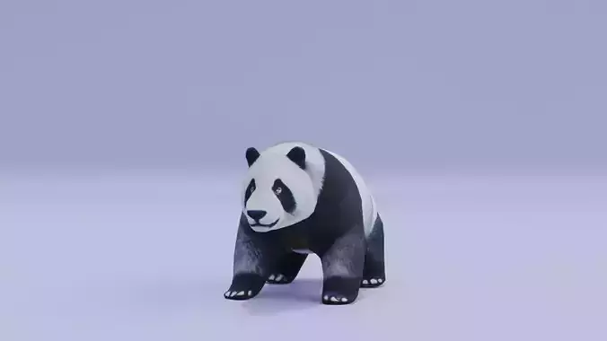 Panda Animal Low High Poly