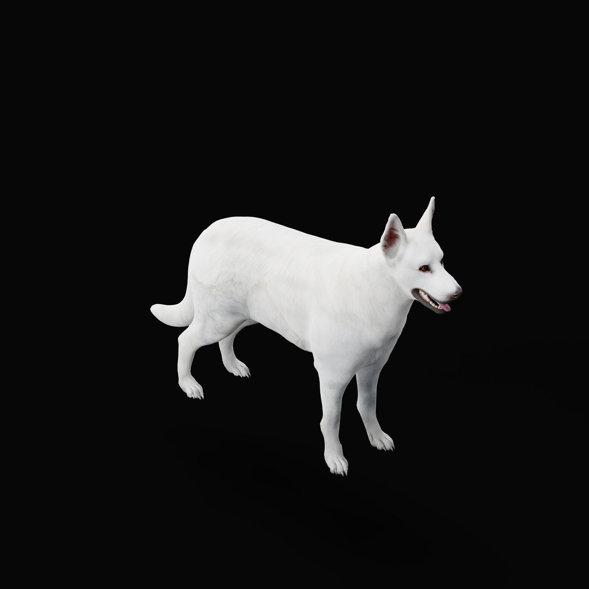 White Swiss Shepherd Dog Breed 3D model_25