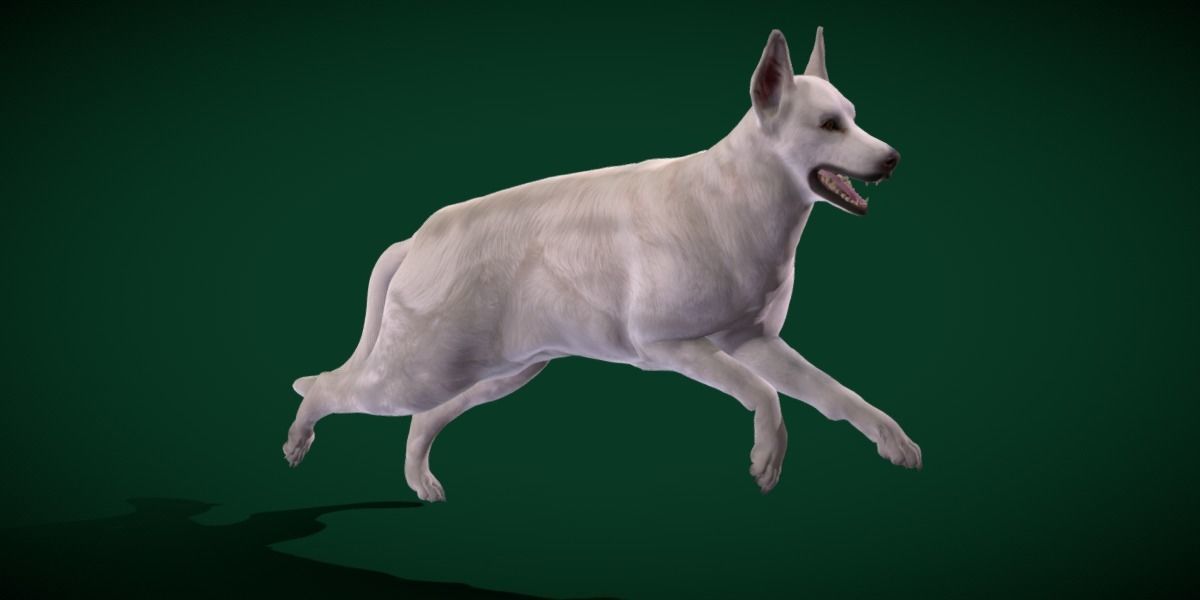 White Swiss Shepherd Dog Breed 3D model_9