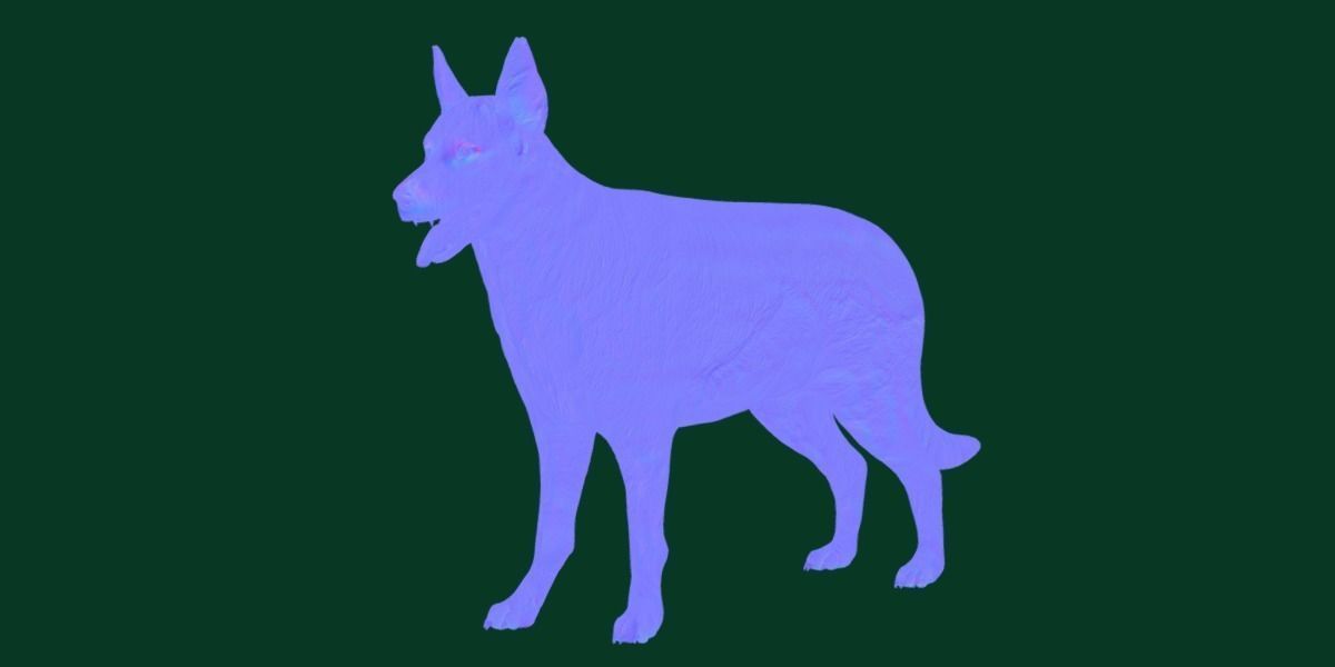 White Swiss Shepherd Dog Breed 3D model_14