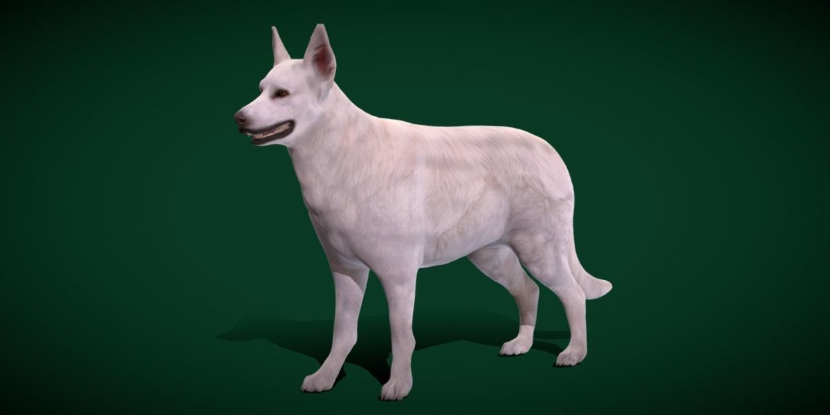 White Swiss Shepherd Dog Breed 3D model_2