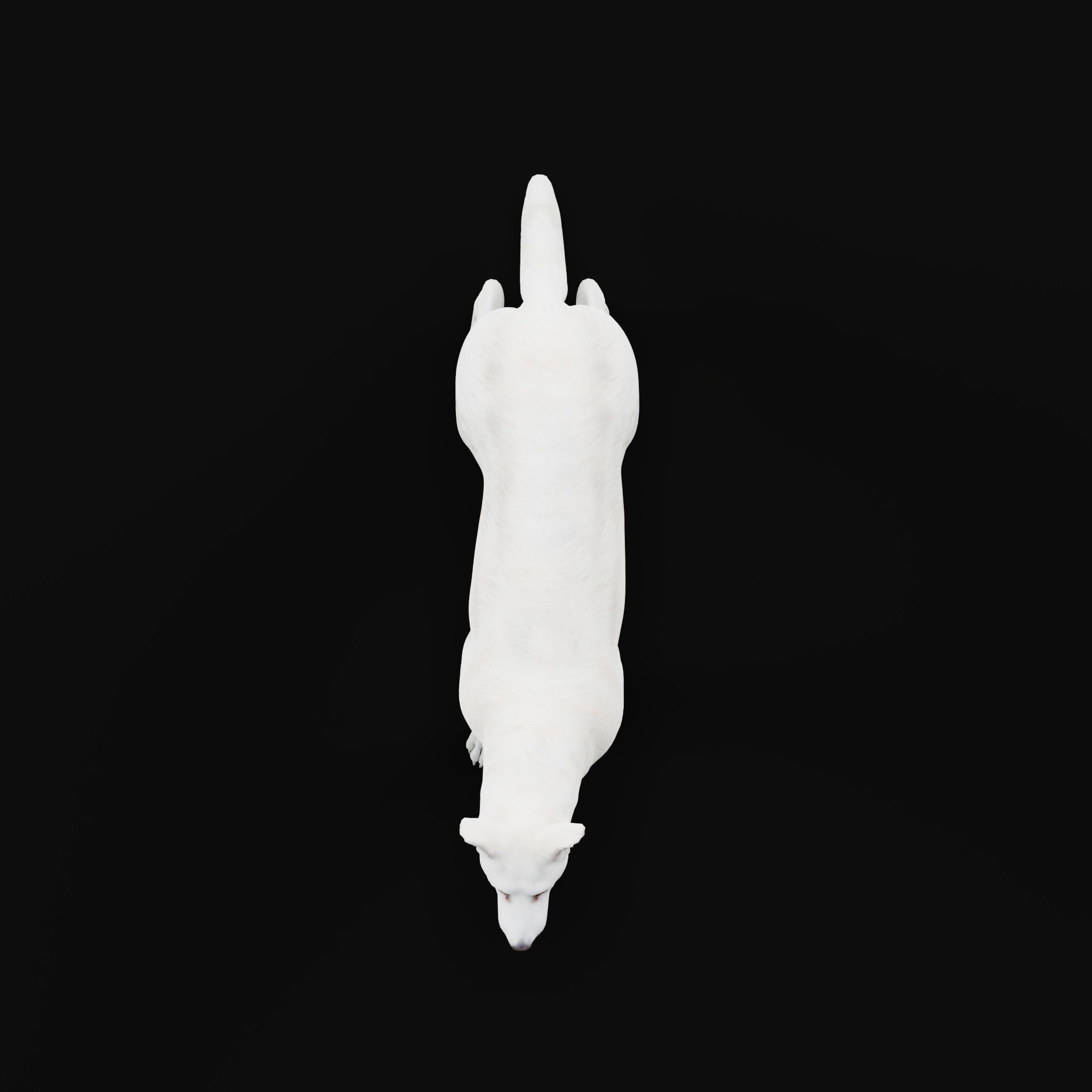 White Swiss Shepherd Dog Breed 3D model_23