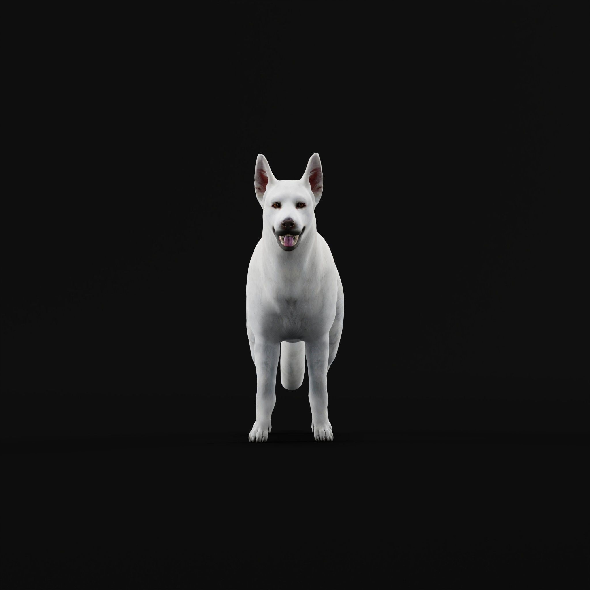 White Swiss Shepherd Dog Breed 3D model_21