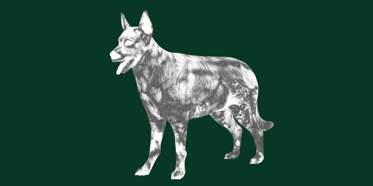 White Swiss Shepherd Dog Breed 3D model_15