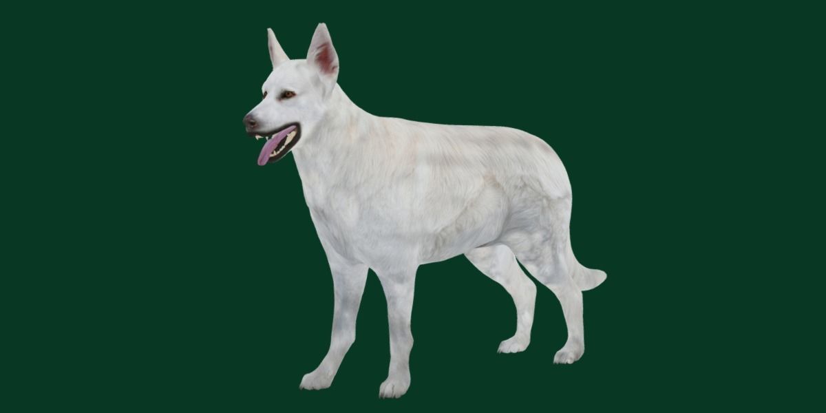 White Swiss Shepherd Dog Breed 3D model_13
