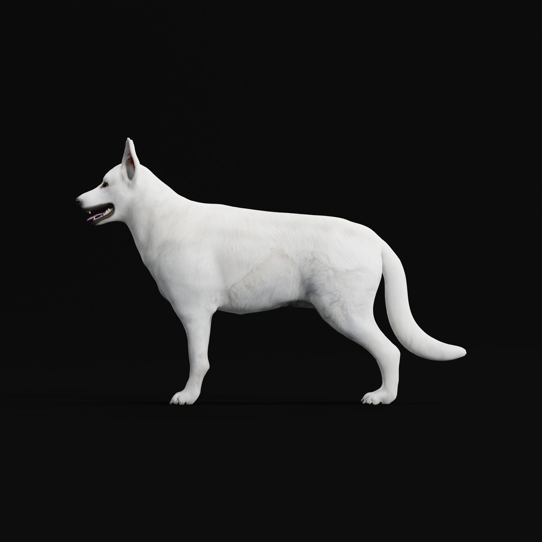 White Swiss Shepherd Dog Breed 3D model_24