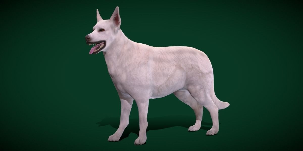 White Swiss Shepherd Dog Breed 3D model_19