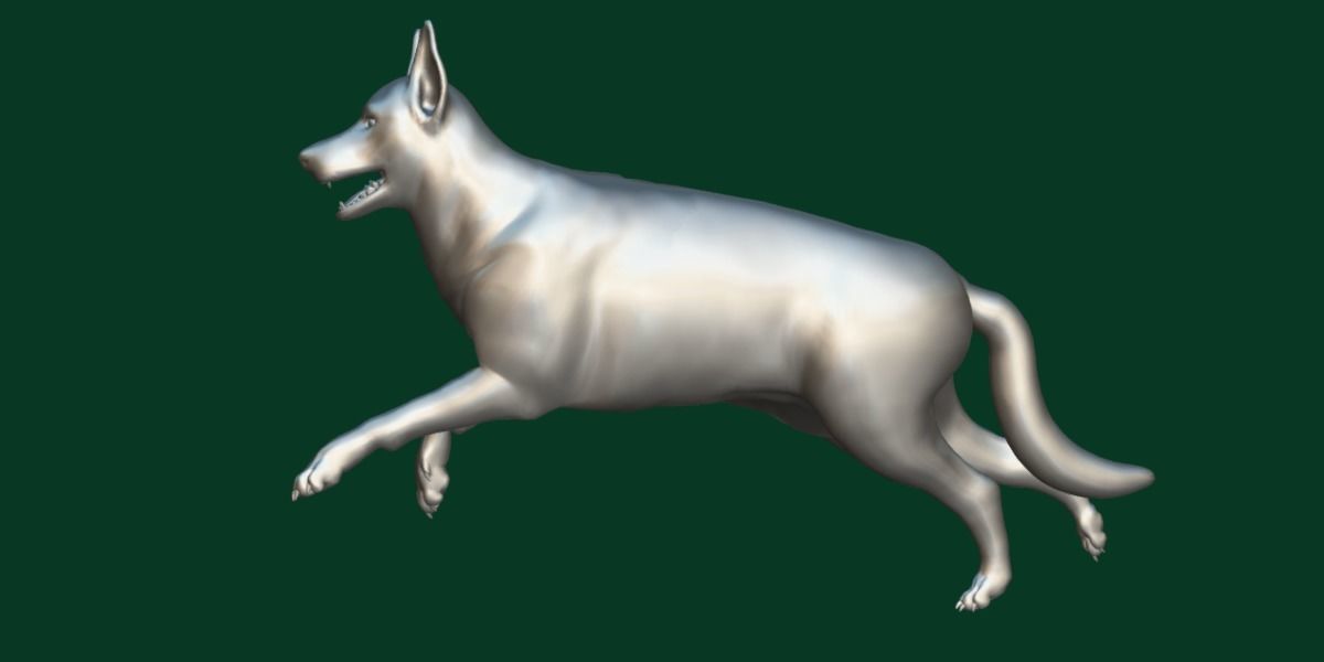 White Swiss Shepherd Dog Breed 3D model_8