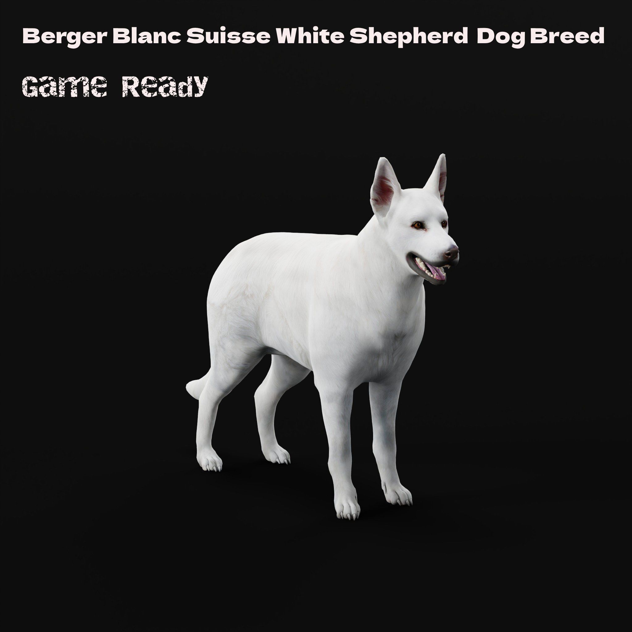 White Swiss Shepherd Dog Breed 3D model_20