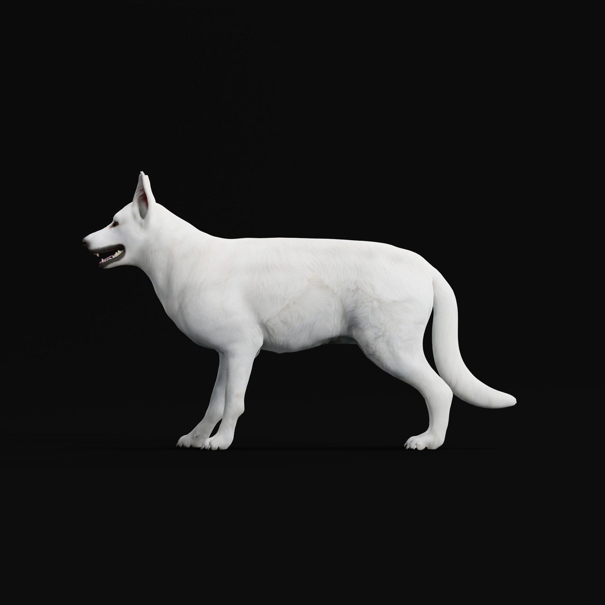 White Swiss Shepherd Dog Breed 3D model_22