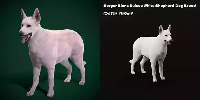 White Swiss Shepherd Dog Breed 3D model