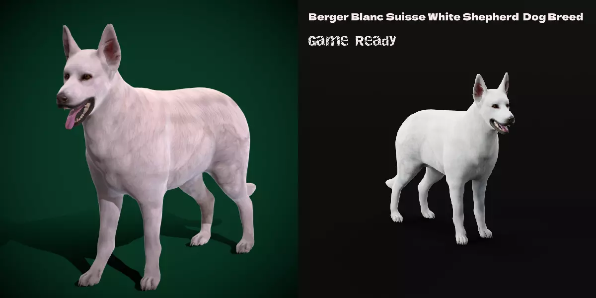 White Swiss Shepherd Dog Breed 3D model_0
