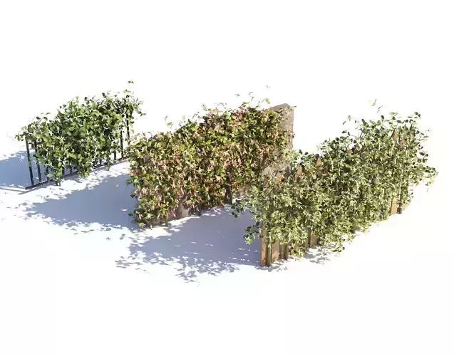 Honeysuckle Flowering Climber Shrubs Low-poly 3D model