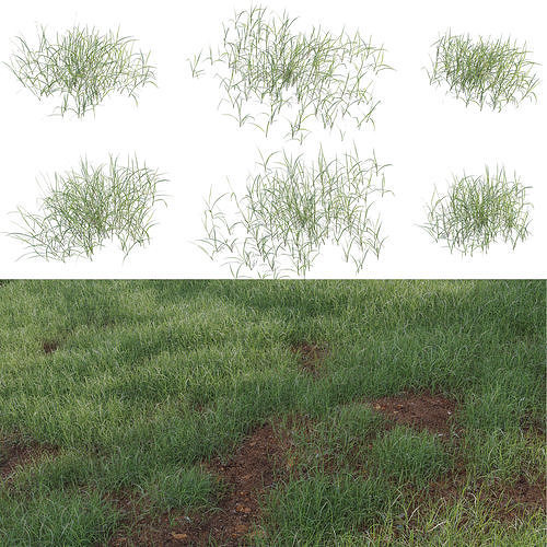 Pennisetum clandestinum - Kikuyu grass 3D model