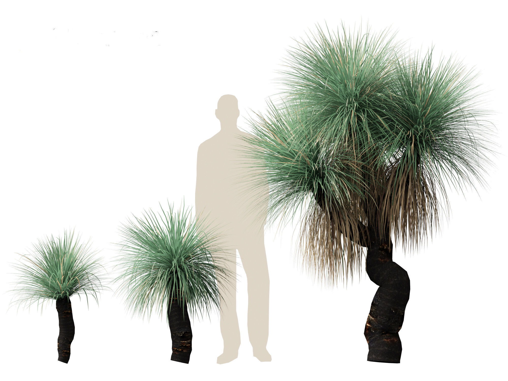 Xanthorrhoea arborea - Broad-leafed Grass 3D model_2