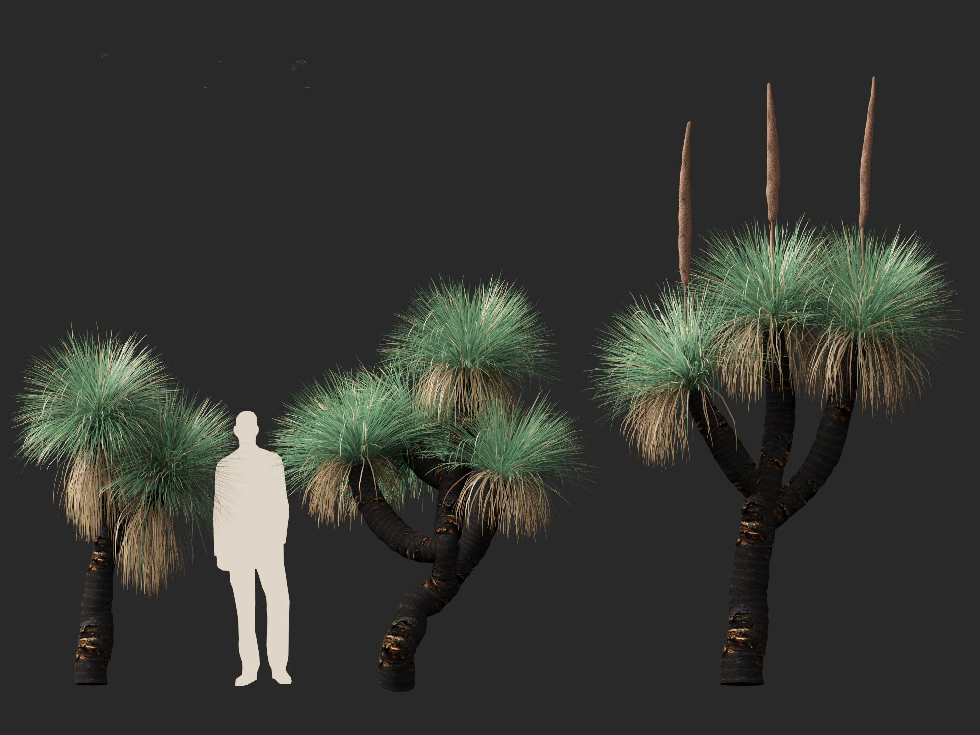 Xanthorrhoea arborea - Broad-leafed Grass 3D model_8