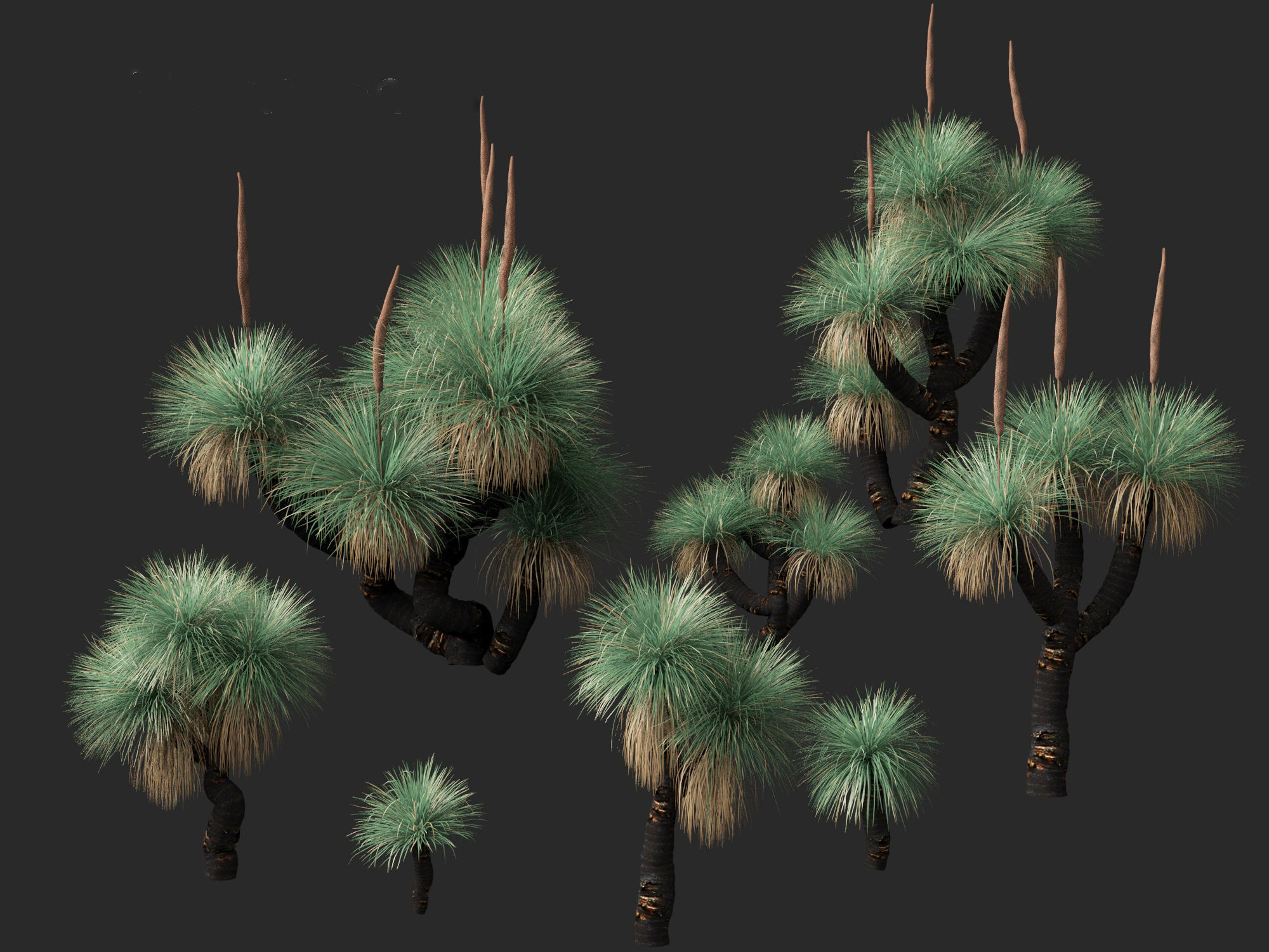 Xanthorrhoea arborea - Broad-leafed Grass 3D model_10