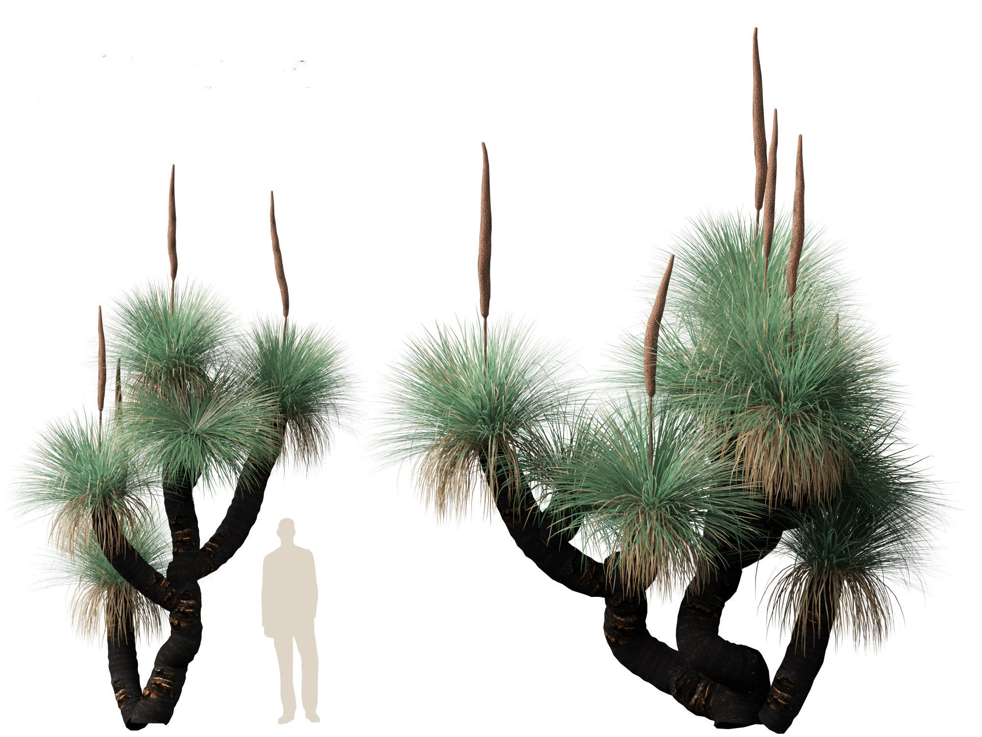 Xanthorrhoea arborea - Broad-leafed Grass 3D model_9