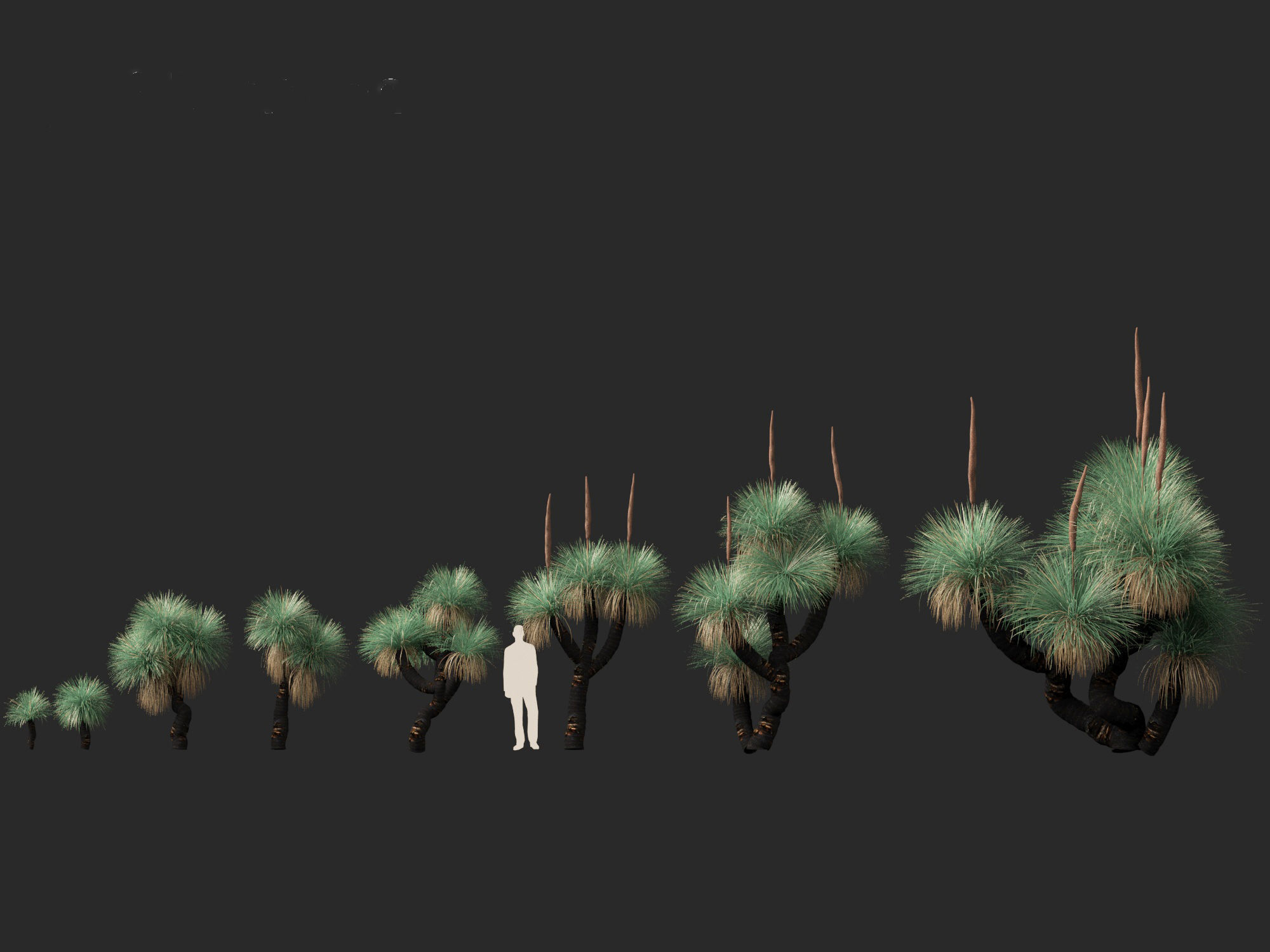 Xanthorrhoea arborea - Broad-leafed Grass 3D model_7