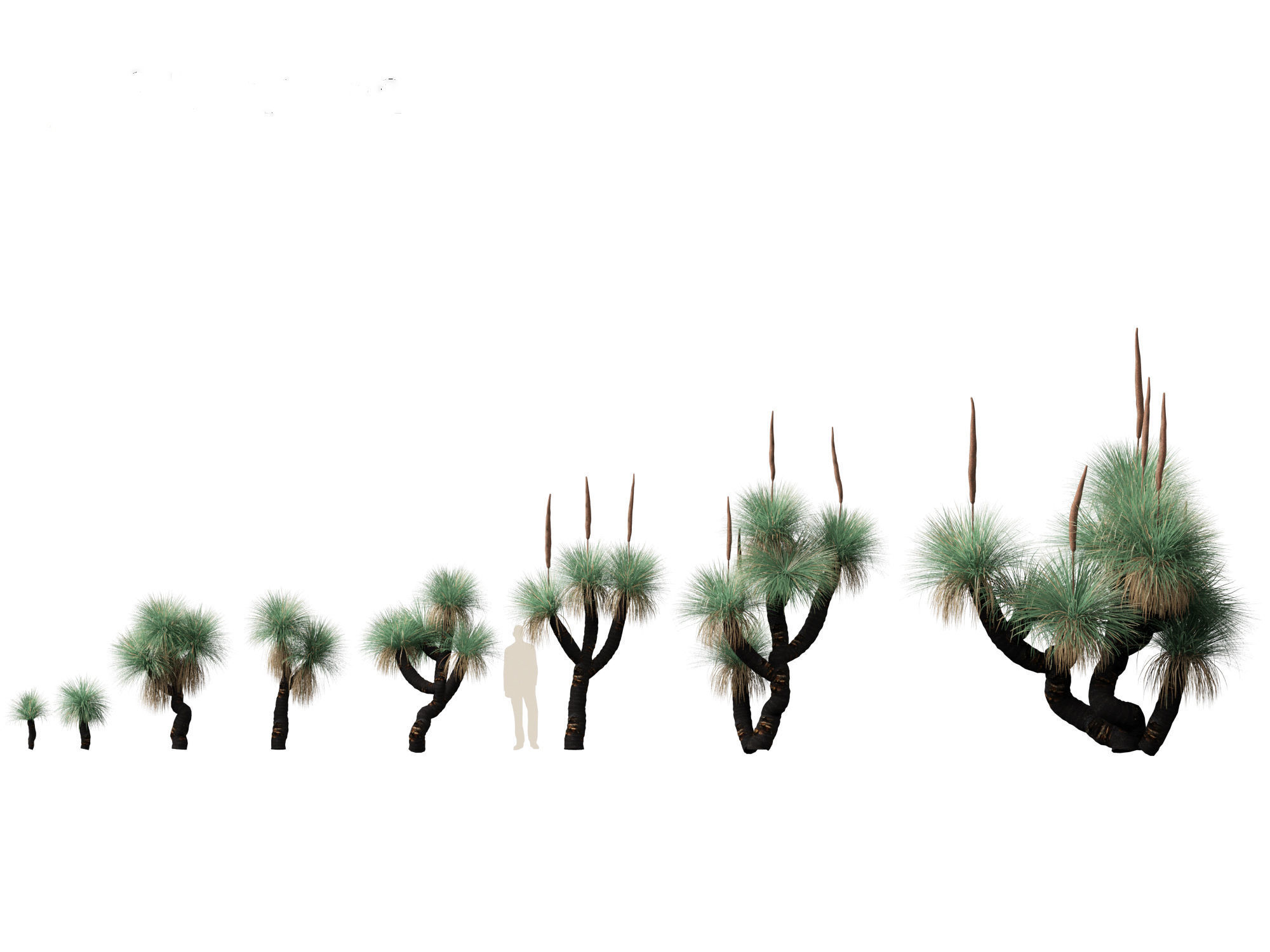 Xanthorrhoea arborea - Broad-leafed Grass 3D model_6