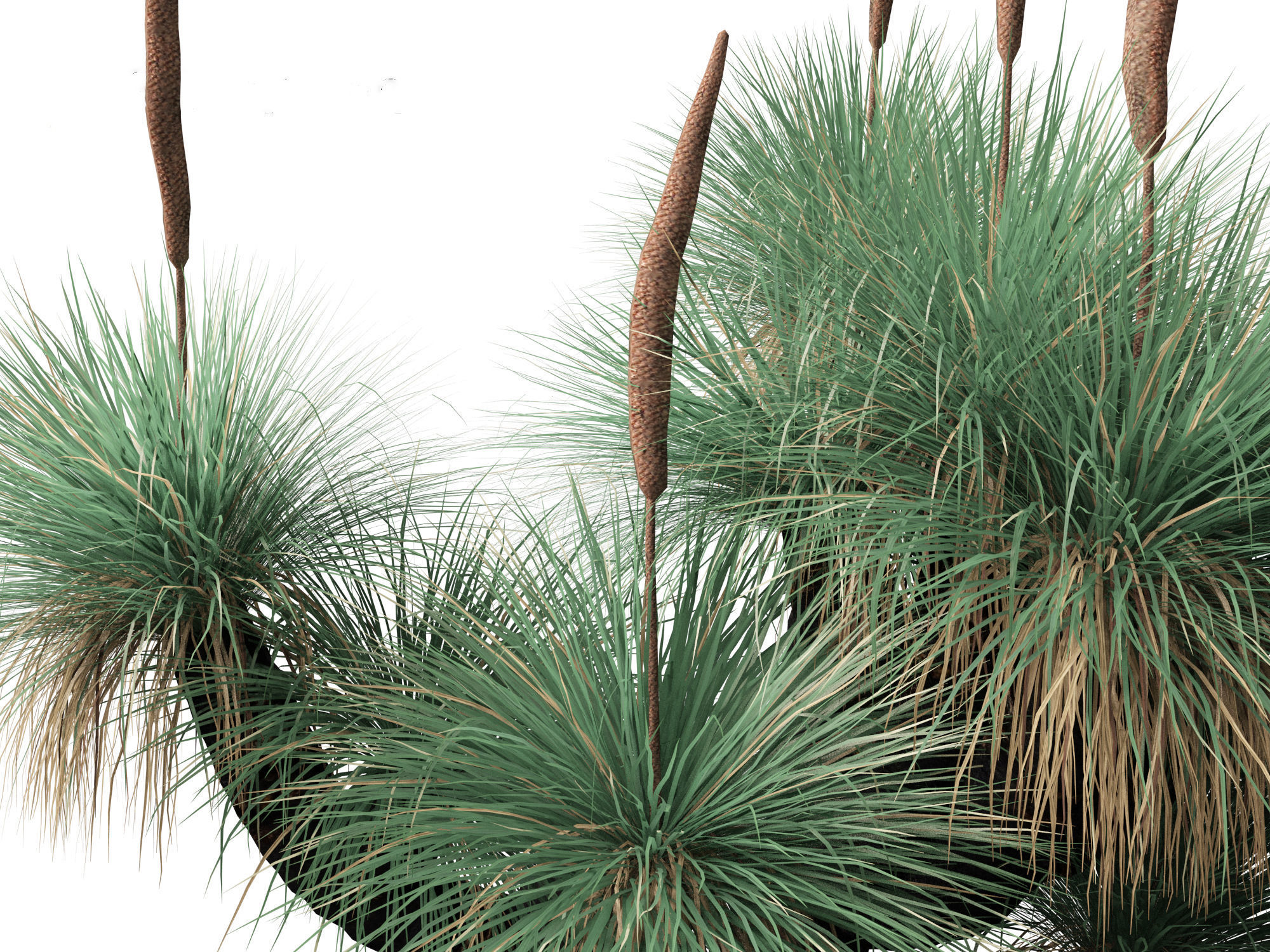 Xanthorrhoea arborea - Broad-leafed Grass 3D model_5