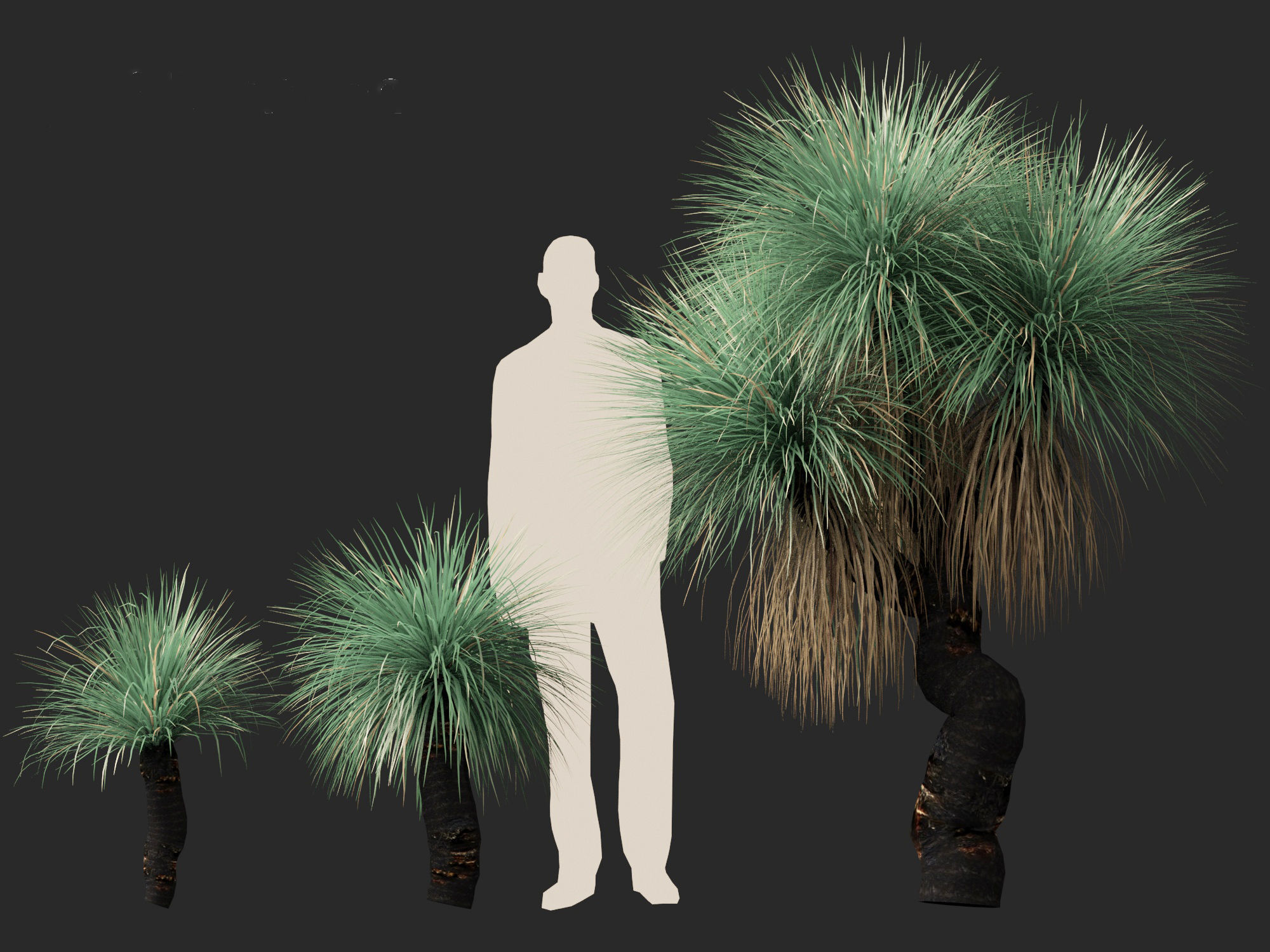 Xanthorrhoea arborea - Broad-leafed Grass 3D model_3