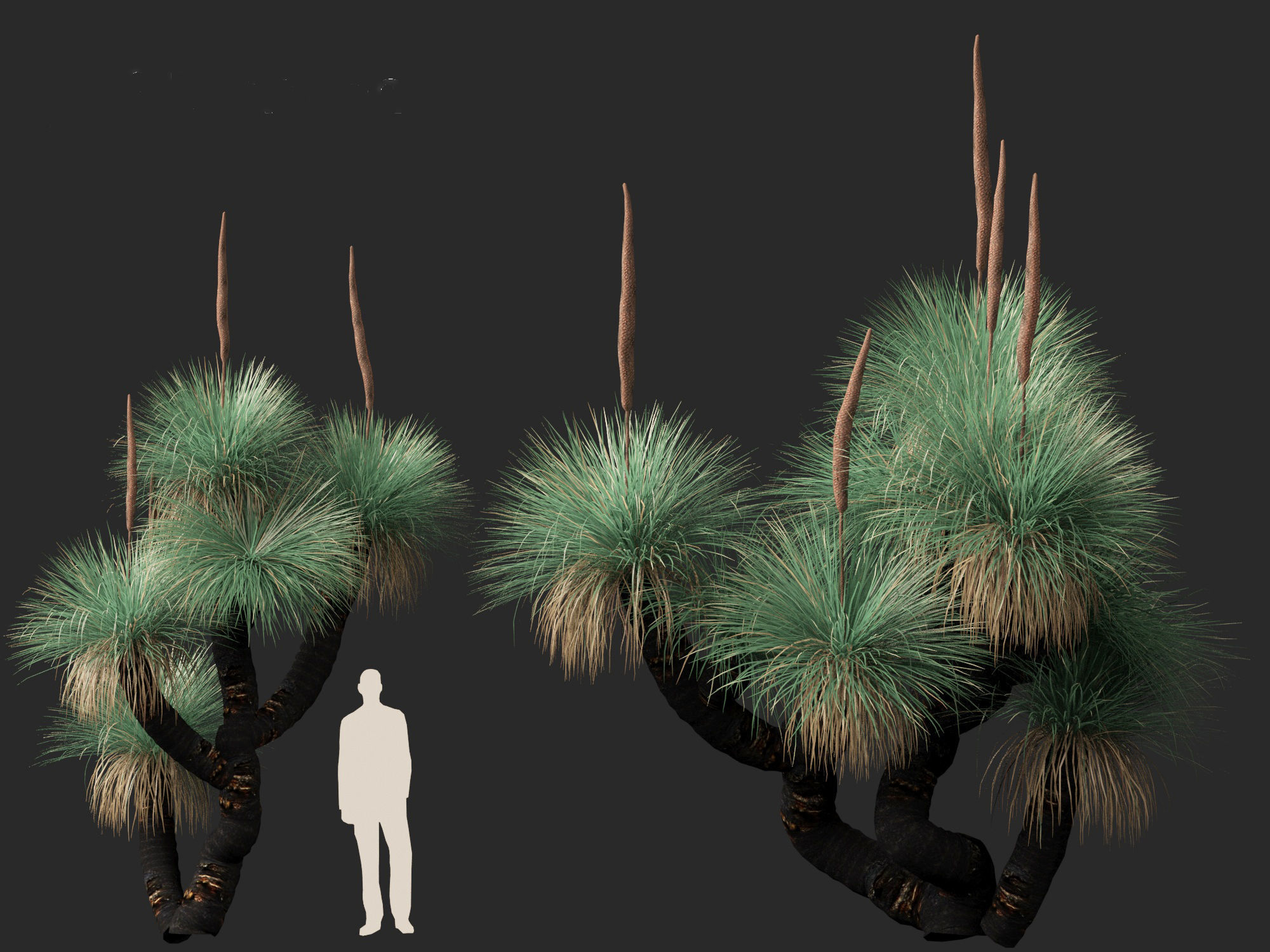 Xanthorrhoea arborea - Broad-leafed Grass 3D model_4