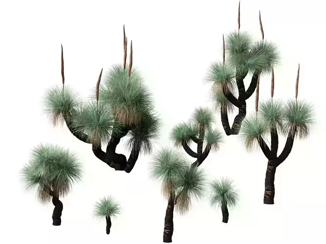 Xanthorrhoea arborea - Broad-leafed Grass