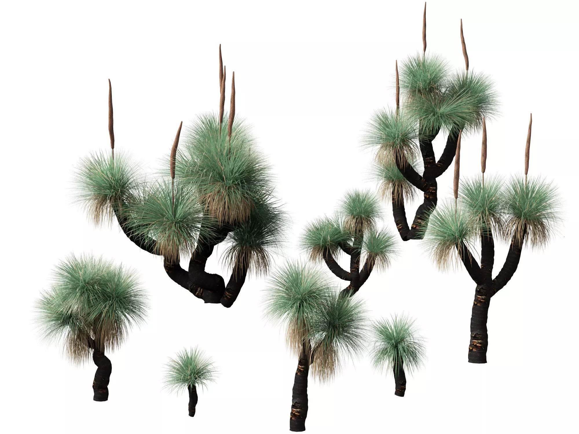 Xanthorrhoea arborea - Broad-leafed Grass 3D model_0