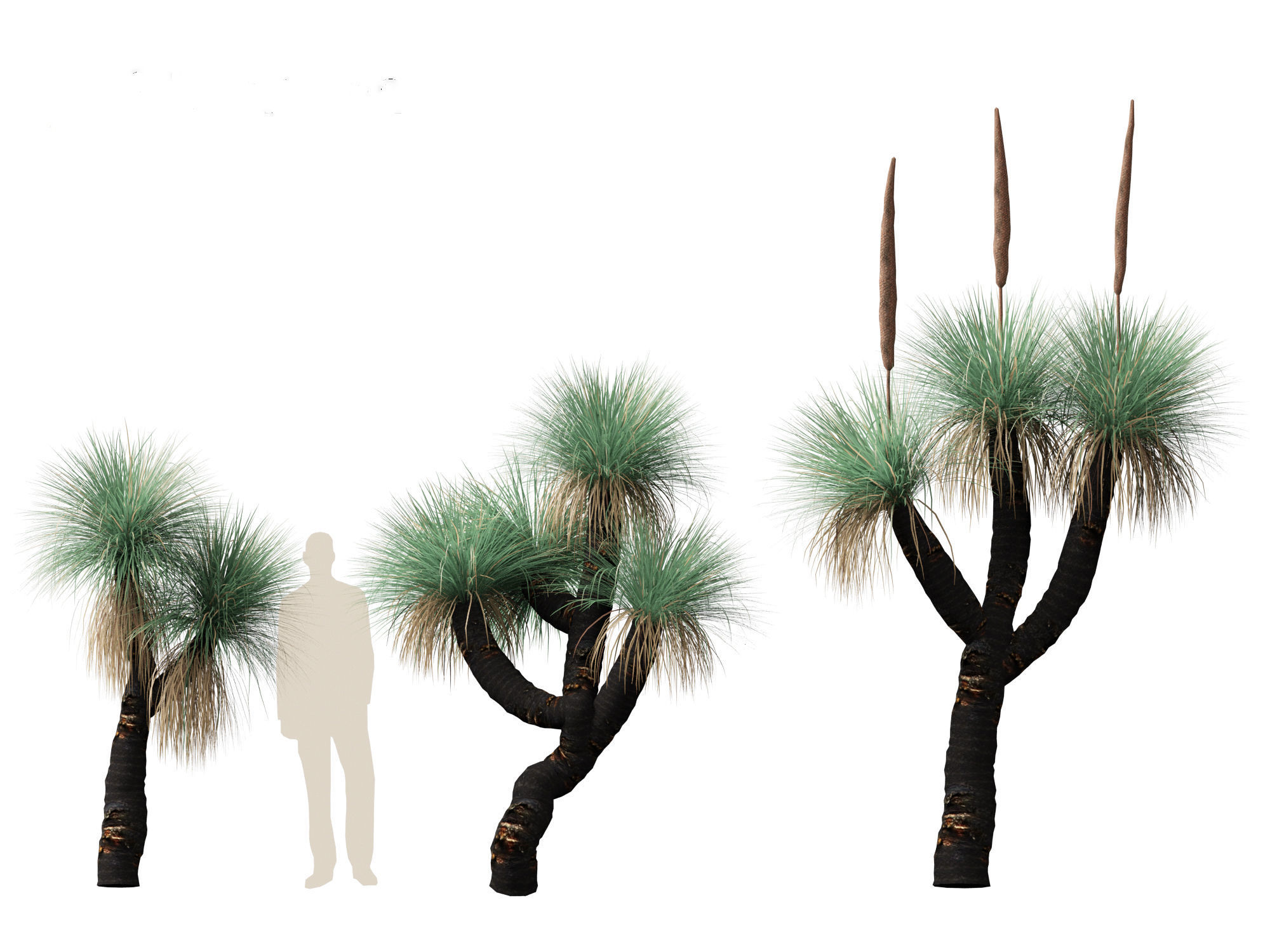 Xanthorrhoea arborea - Broad-leafed Grass 3D model_1