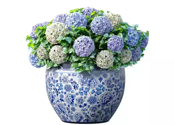 Hydrangea in a vase pot  for decoration Indoor plant