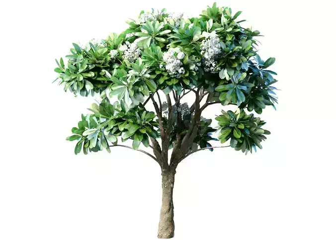 Outdoor Decorative Flowering Garden street Plant Tree Shrub