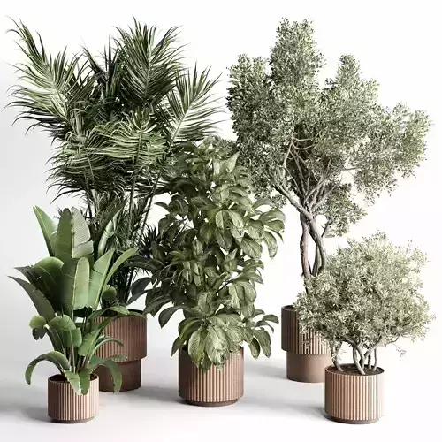 indoor plant 466 pot plant ravenala palm tree concrete dirt vase