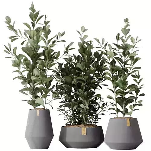 HousePlants Ficus Microcarpa Moclame Indian Laurel Set01 3D model