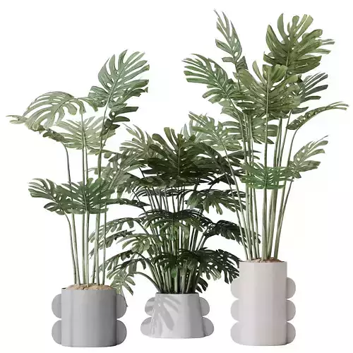 Elegant Monstera Deliciosa Large Leaf Form Swiss Cheese Set04 3D model