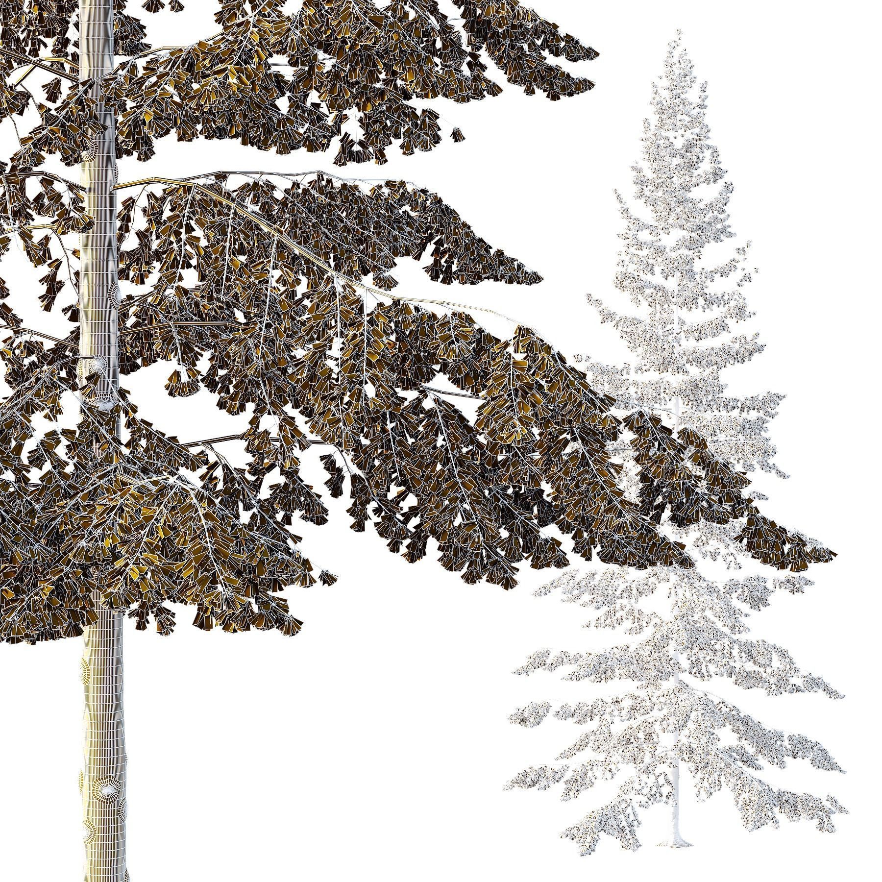 Spruce Tree04 3D model_2