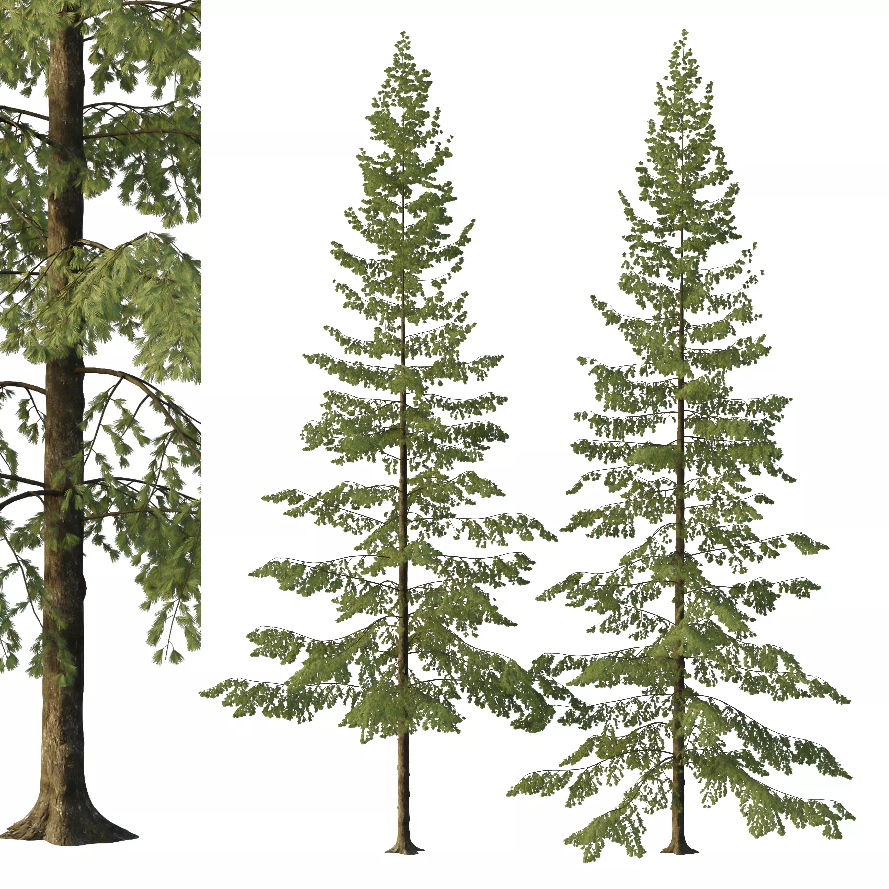 Spruce Tree04 3D model_0