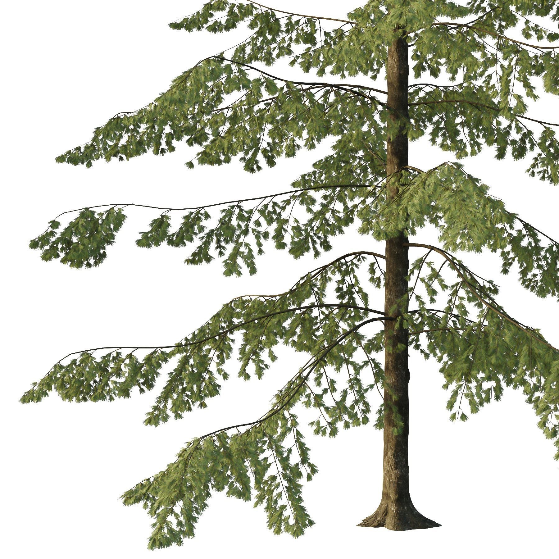 Spruce Tree04 3D model_1