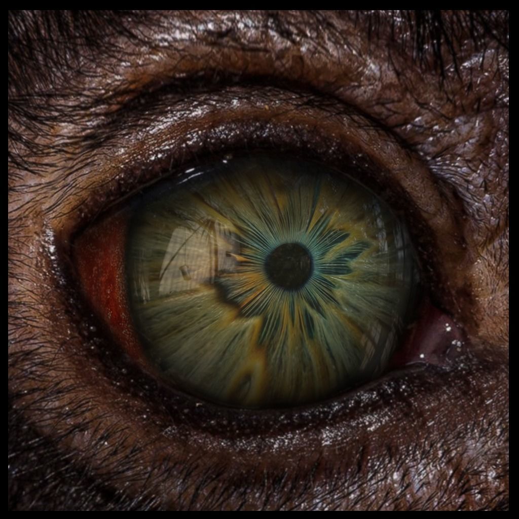 Beast Fantasy Eyes Vol 02 - PBR Texture_16