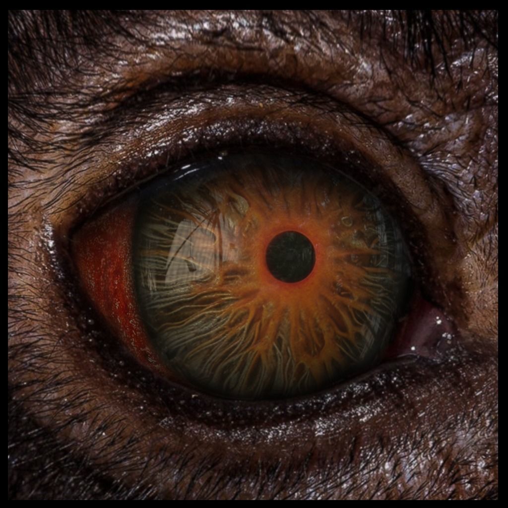 Beast Fantasy Eyes Vol 02 - PBR Texture_11