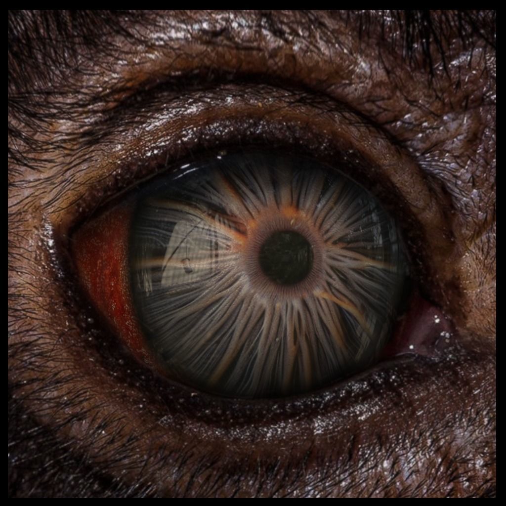 Beast Fantasy Eyes Vol 02 - PBR Texture_10