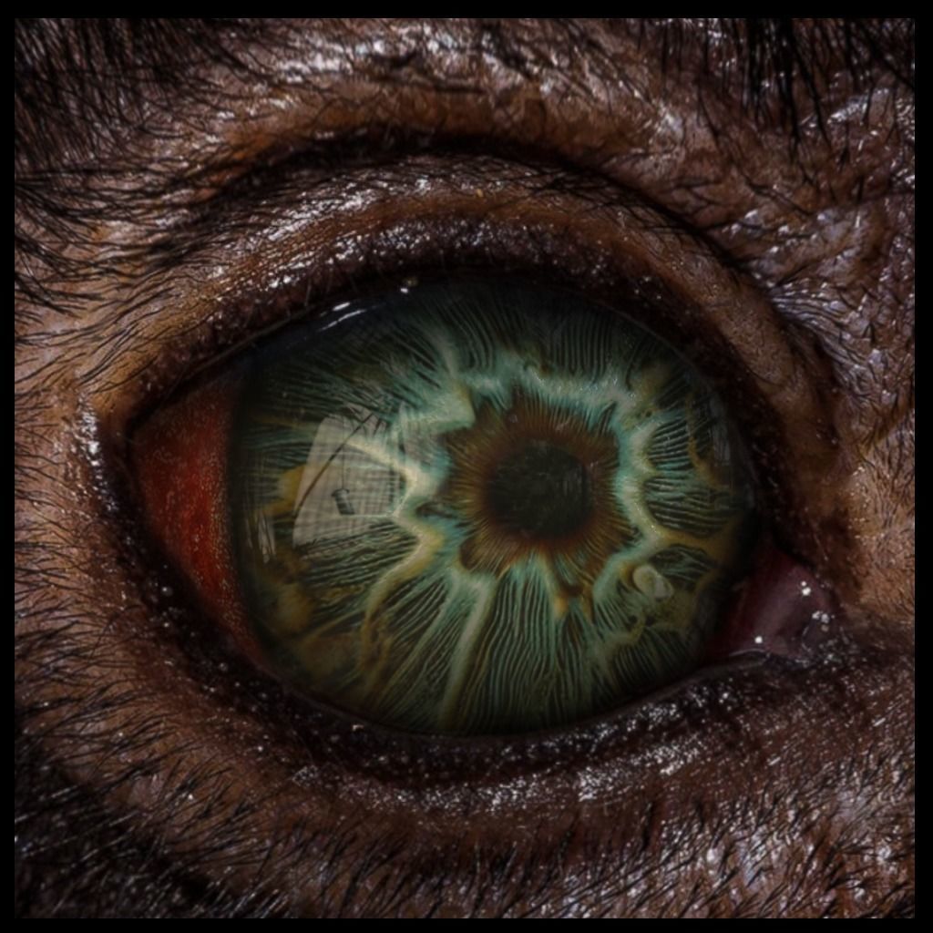Beast Fantasy Eyes Vol 02 - PBR Texture_15