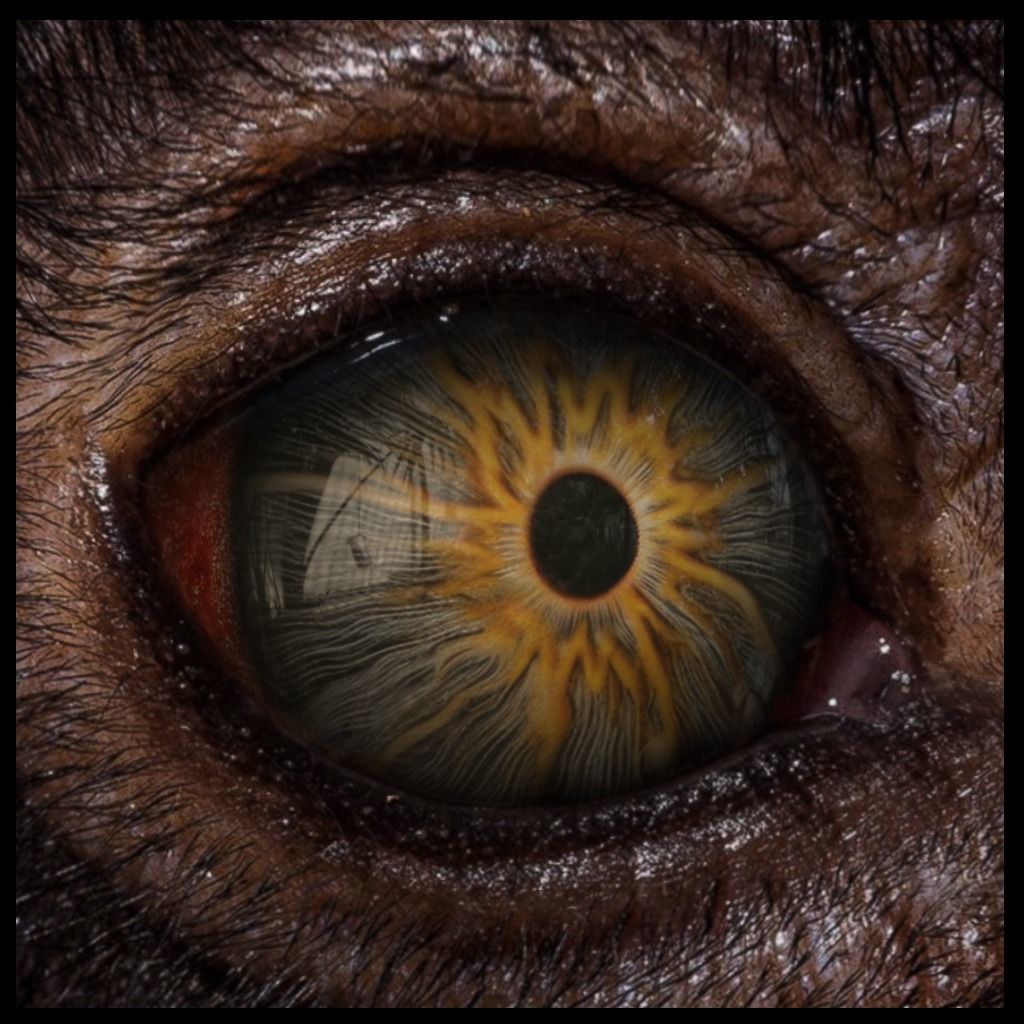 Beast Fantasy Eyes Vol 02 - PBR Texture_4