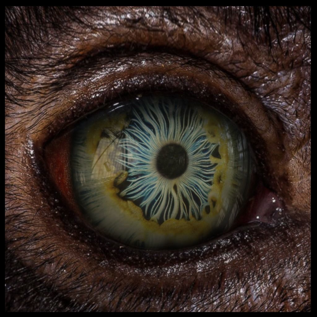 Beast Fantasy Eyes Vol 02 - PBR Texture_3