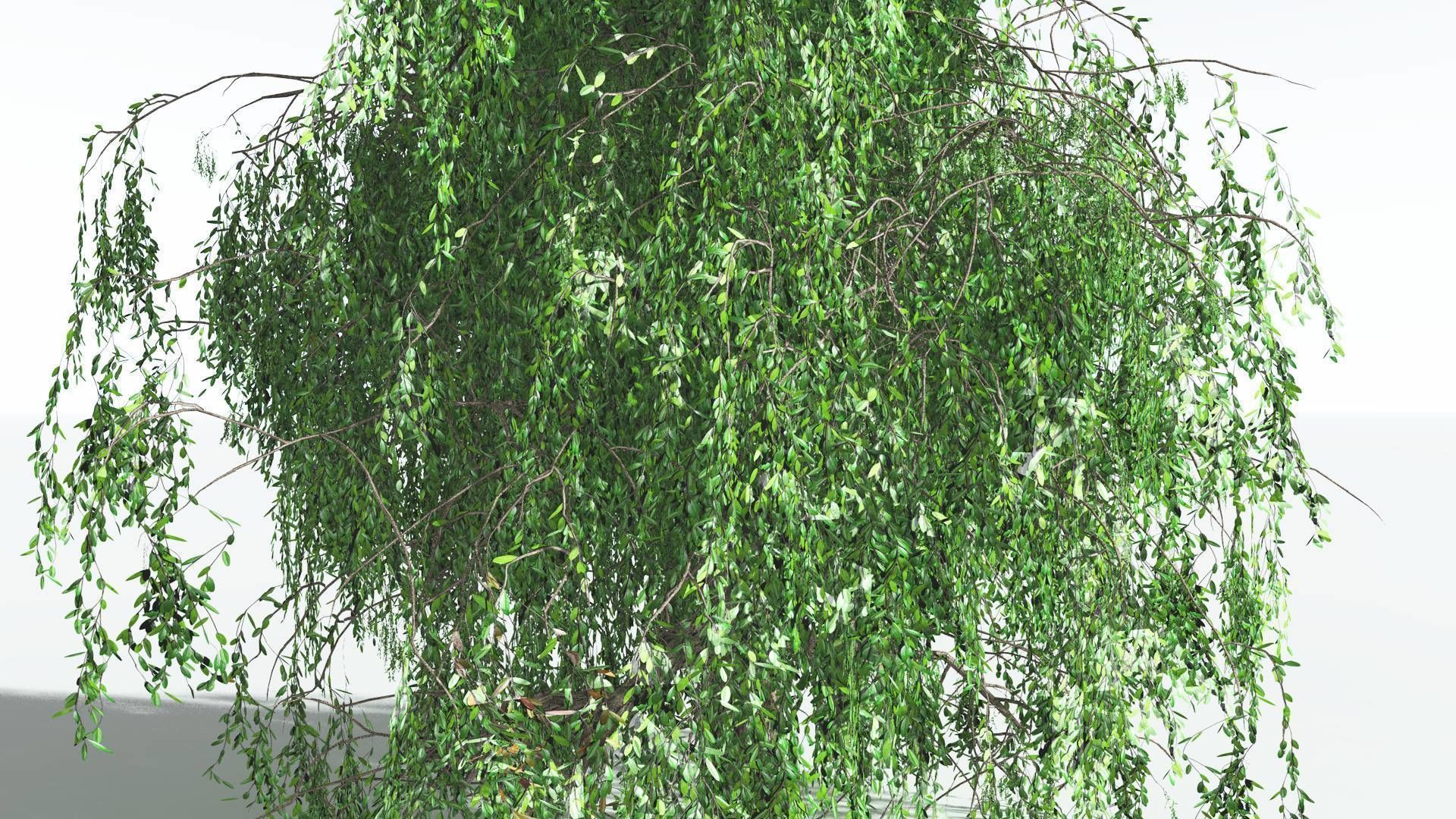 EVERYPlant Weeping Willow 1 --15 Models-- 3D model_24
