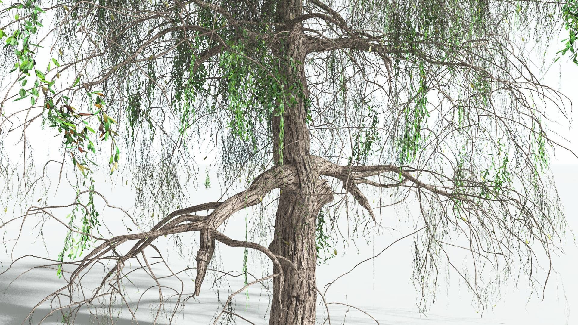 EVERYPlant Weeping Willow 1 --15 Models-- 3D model_6