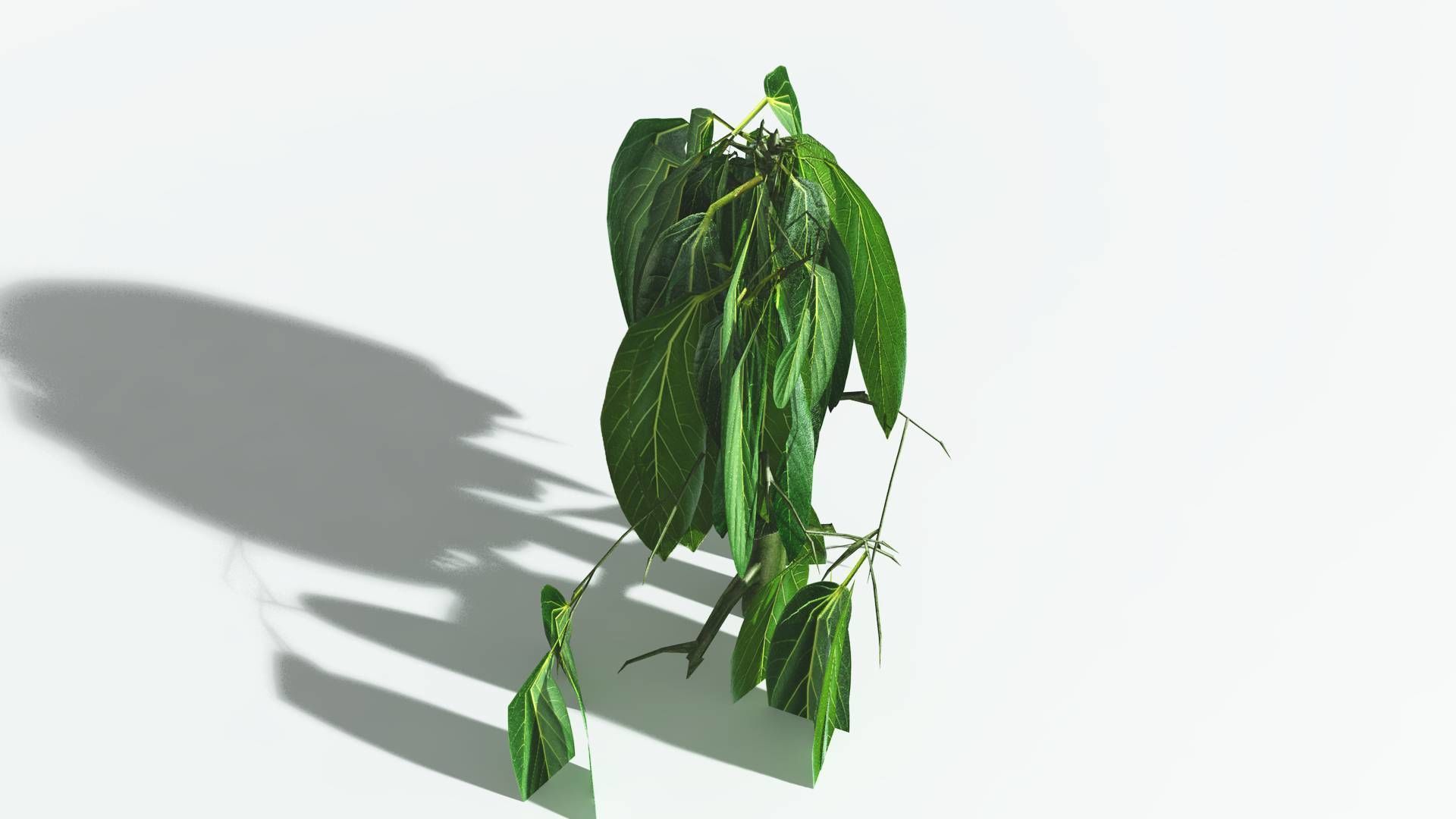 EVERYPlant Weeping Willow 1 --15 Models-- 3D model_28